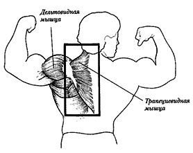 Новая энциклопедия бодибилдинга. Кн.3. Упражнения - _02.jpg