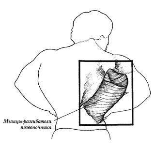 Новая энциклопедия бодибилдинга. Кн.3. Упражнения - _141.jpg