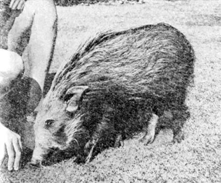 Сироты Цаво - shel0041.jpg