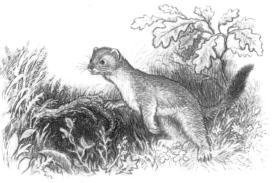 Горностай - _3.jpg