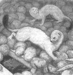 Горностай - _10.jpg