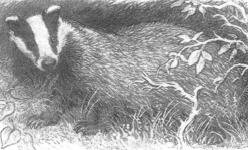 Горностай - _34.jpg