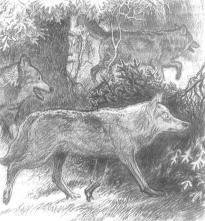 Горностай - _37.jpg