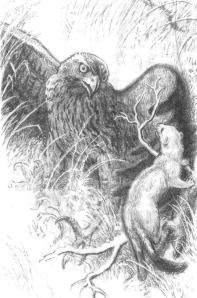 Горностай - _39.jpg