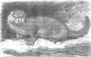 Горностай - _40.jpg