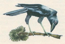 Сказки народов Сибири - pic_21.jpg