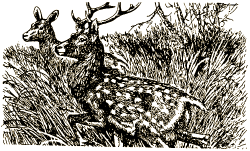 Тигр, олень, женьшень - i_010.png