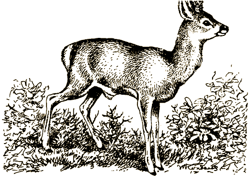 Тигр, олень, женьшень - i_012.png