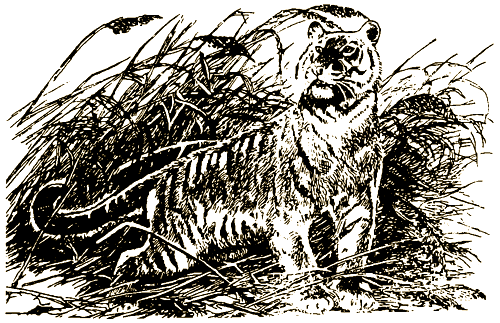 Тигр, олень, женьшень - i_020.png