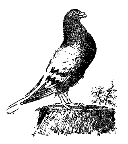 Собрание сочинений в четырех томах. Том второй. Лирика, повести в стихах, сатира, пьесы - Marsh4_2_6.png