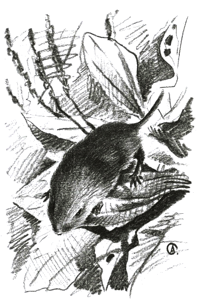 Хорюшка - _009.png