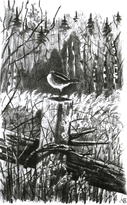 Хорюшка - _043.png