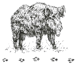Хорюшка - _050.png