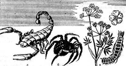 Карманный справочник туриста - i_053.jpg