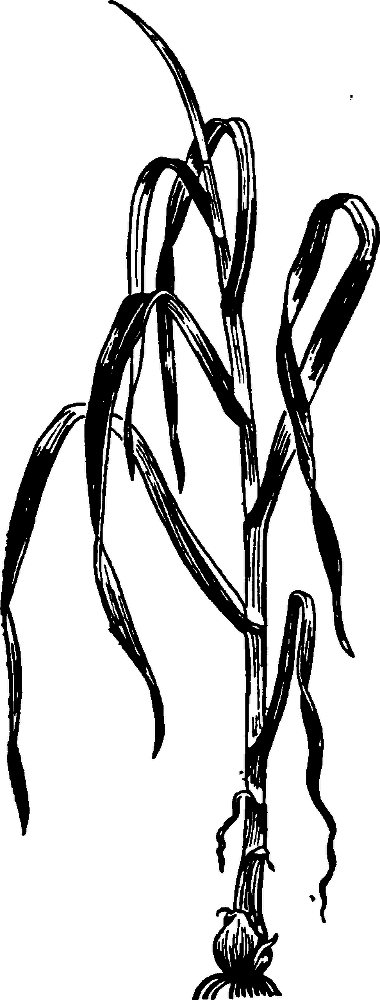 Большая энциклопедия кулинарного искусства. Все рецепты В.В. Похлёбкина - img_15.png