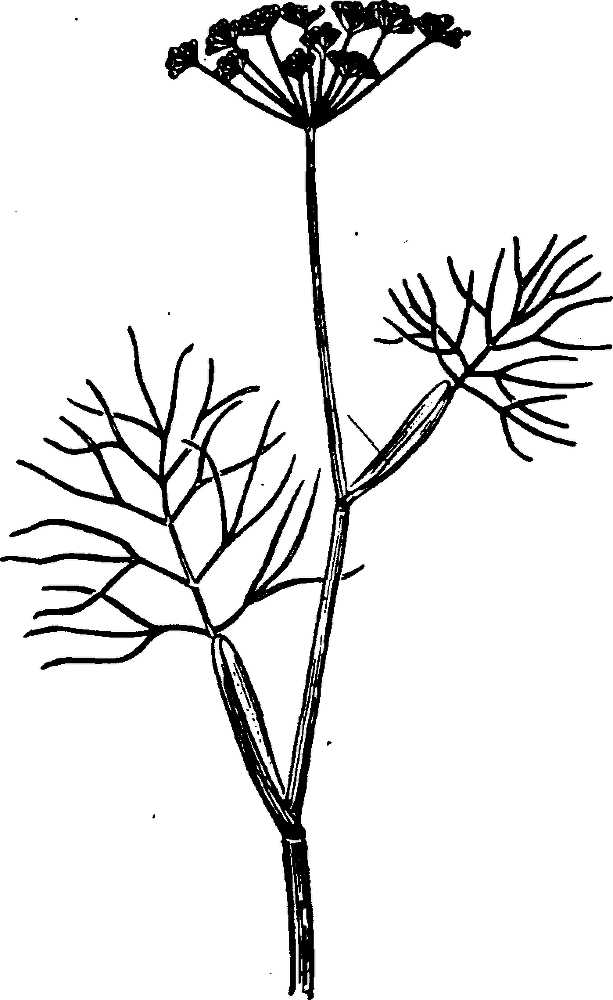 Большая энциклопедия кулинарного искусства. Все рецепты В.В. Похлёбкина - img_16.png