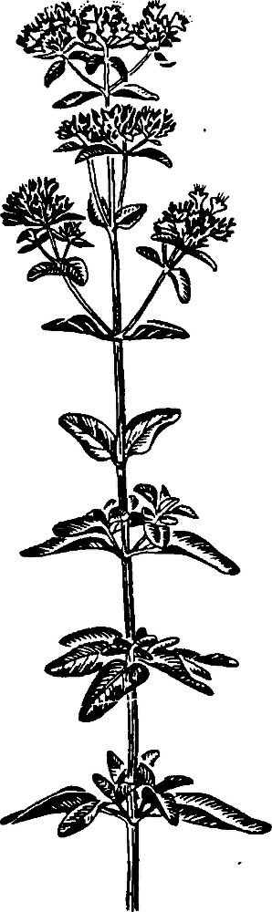 Большая энциклопедия кулинарного искусства. Все рецепты В.В. Похлёбкина - img_20.png
