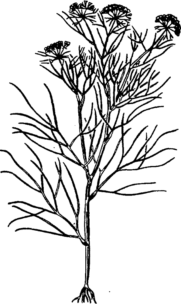 Большая энциклопедия кулинарного искусства. Все рецепты В.В. Похлёбкина - img_23.png