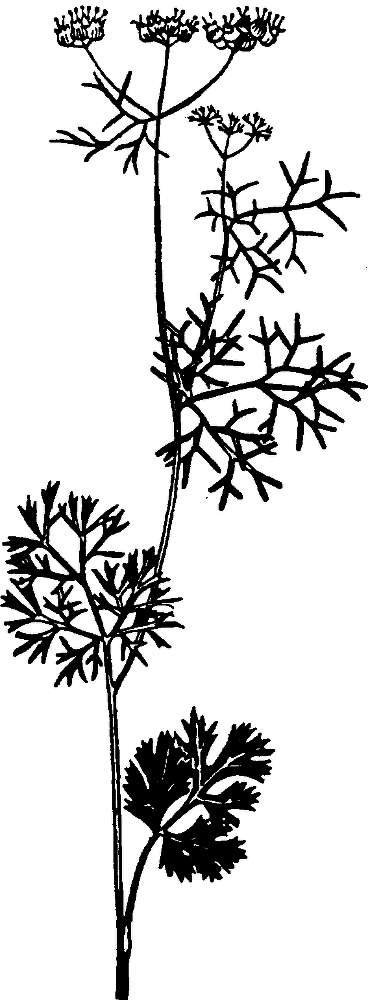 Большая энциклопедия кулинарного искусства. Все рецепты В.В. Похлёбкина - img_24.png