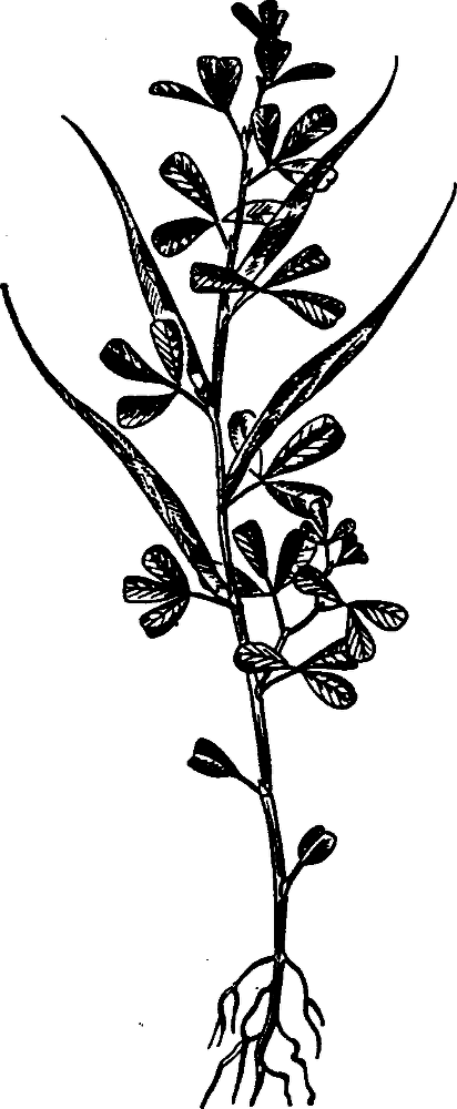 Большая энциклопедия кулинарного искусства. Все рецепты В.В. Похлёбкина - img_32.png