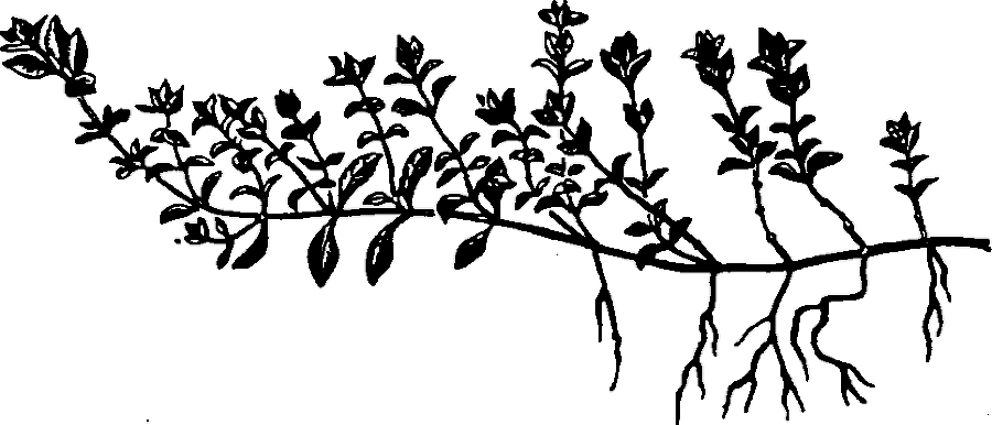 Большая энциклопедия кулинарного искусства. Все рецепты В.В. Похлёбкина - img_33.png