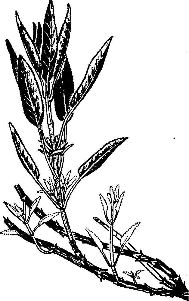 Большая энциклопедия кулинарного искусства. Все рецепты В.В. Похлёбкина - img_34.png