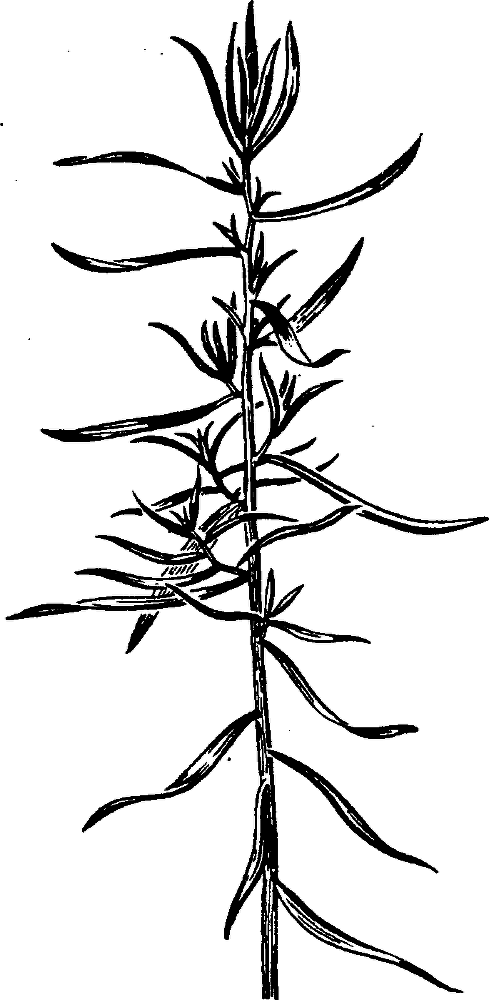 Большая энциклопедия кулинарного искусства. Все рецепты В.В. Похлёбкина - img_35.png