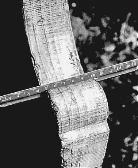 Вселенная внутри нас: что общего у камней, планет и людей - i_019.jpg