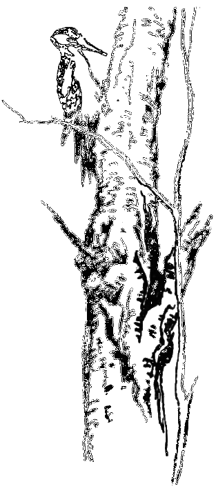 Звери на улице - _007.png