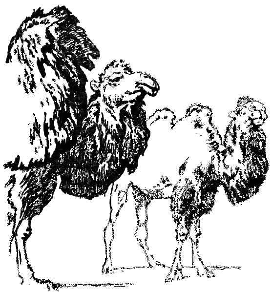 Звери на улице - _015.png