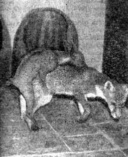 Собака и лисица - doc2fb_image_02000016.jpg