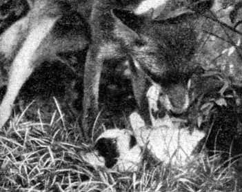 Собака и лисица - doc2fb_image_02000017.jpg