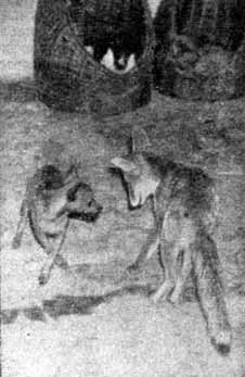 Собака и лисица - doc2fb_image_02000018.jpg