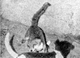 Собака и лисица - doc2fb_image_02000022.jpg