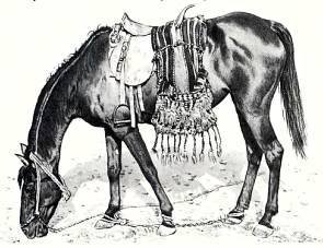 Лошади - _46.jpg