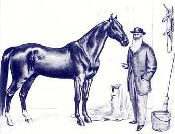 Лошади - _49.jpg