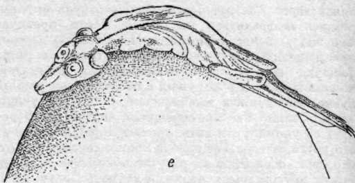Искусство острова Пасхи - i_010.jpg