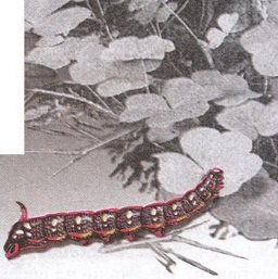 Великан на поляне или первые уроки экологической этики - _12.jpg