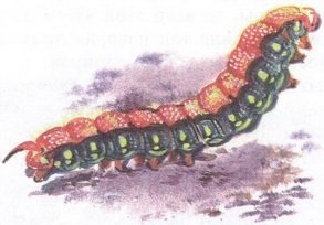 Великан на поляне или первые уроки экологической этики - _15.jpg