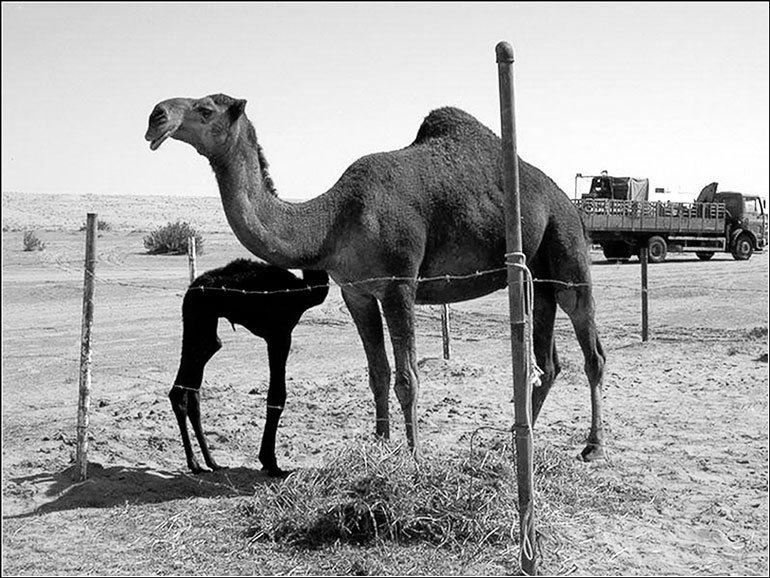 Країни свiту. Азія - pic_159.jpg