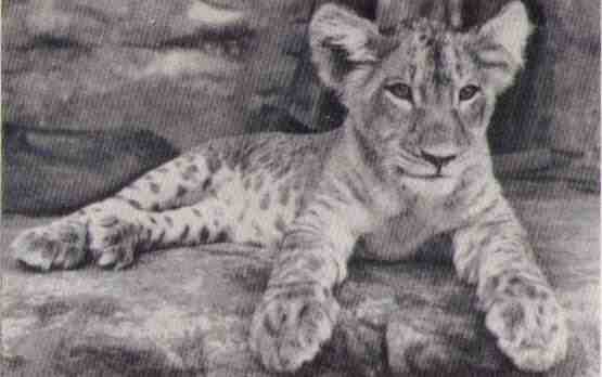 Рожденная свободной .Трилогия (с иллюстрациями) - i_006.jpg