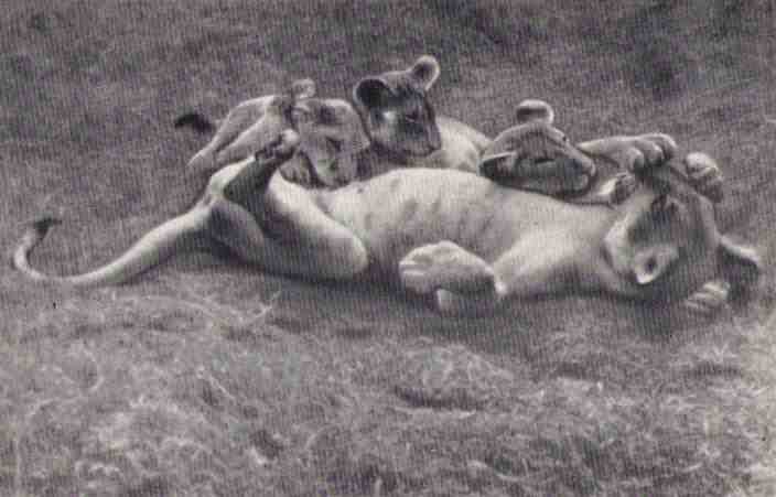 Рожденная свободной .Трилогия (с иллюстрациями) - i_040.jpg