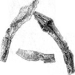 Энциклопедия языческих богов. Мифы древних славян - i_376.jpg