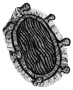 Румо и чудеса в темноте. Книга II - _6_in3.png