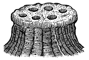 Румо и чудеса в темноте. Книга II - _8_in5.png