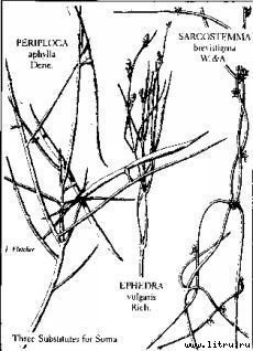 Пища богов - pic_16.jpg