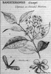 Пища богов - pic_27.jpg