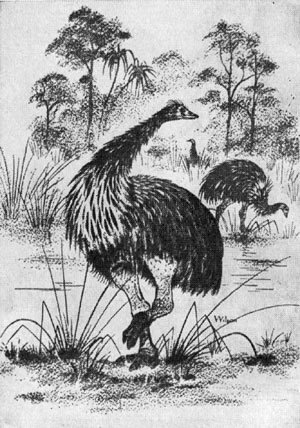 Под тропиком Козерога - i_009.jpg