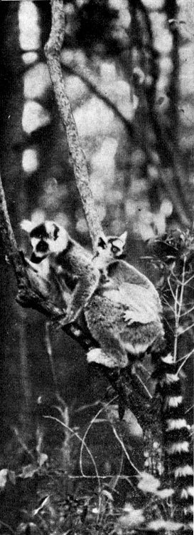 Под тропиком Козерога - i_013.jpg