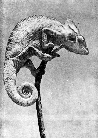 Под тропиком Козерога - i_015.jpg